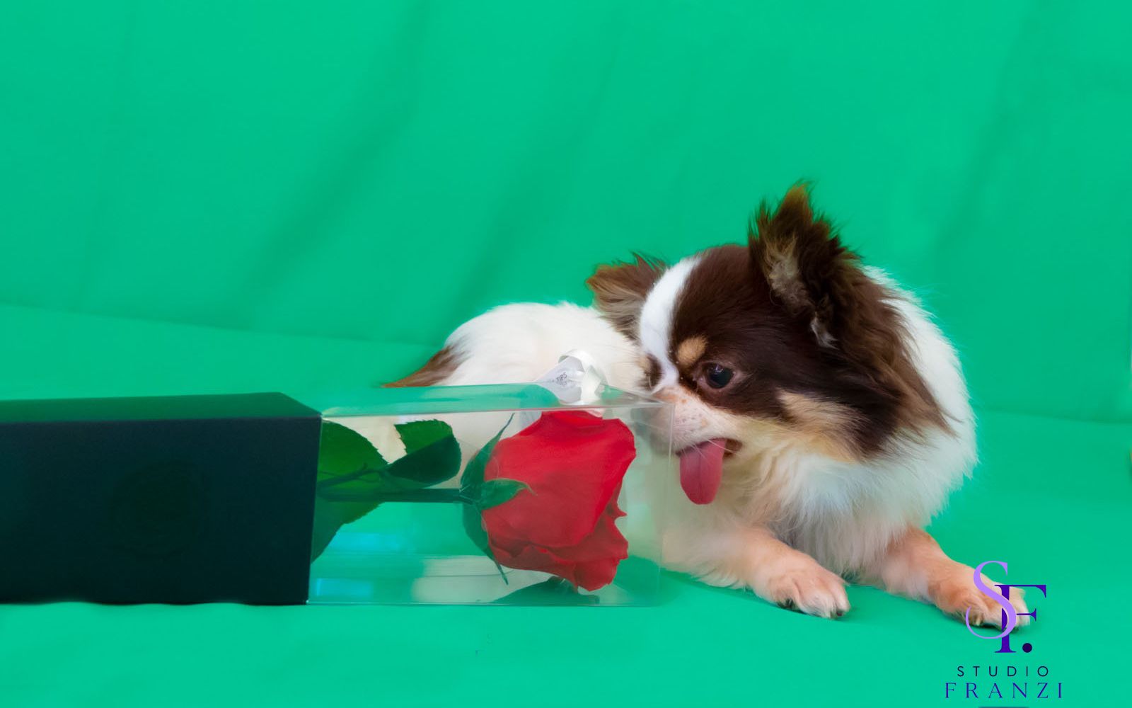 Chihuahua betrachtet eine rote Rose vor einem grünen Hintergrund.