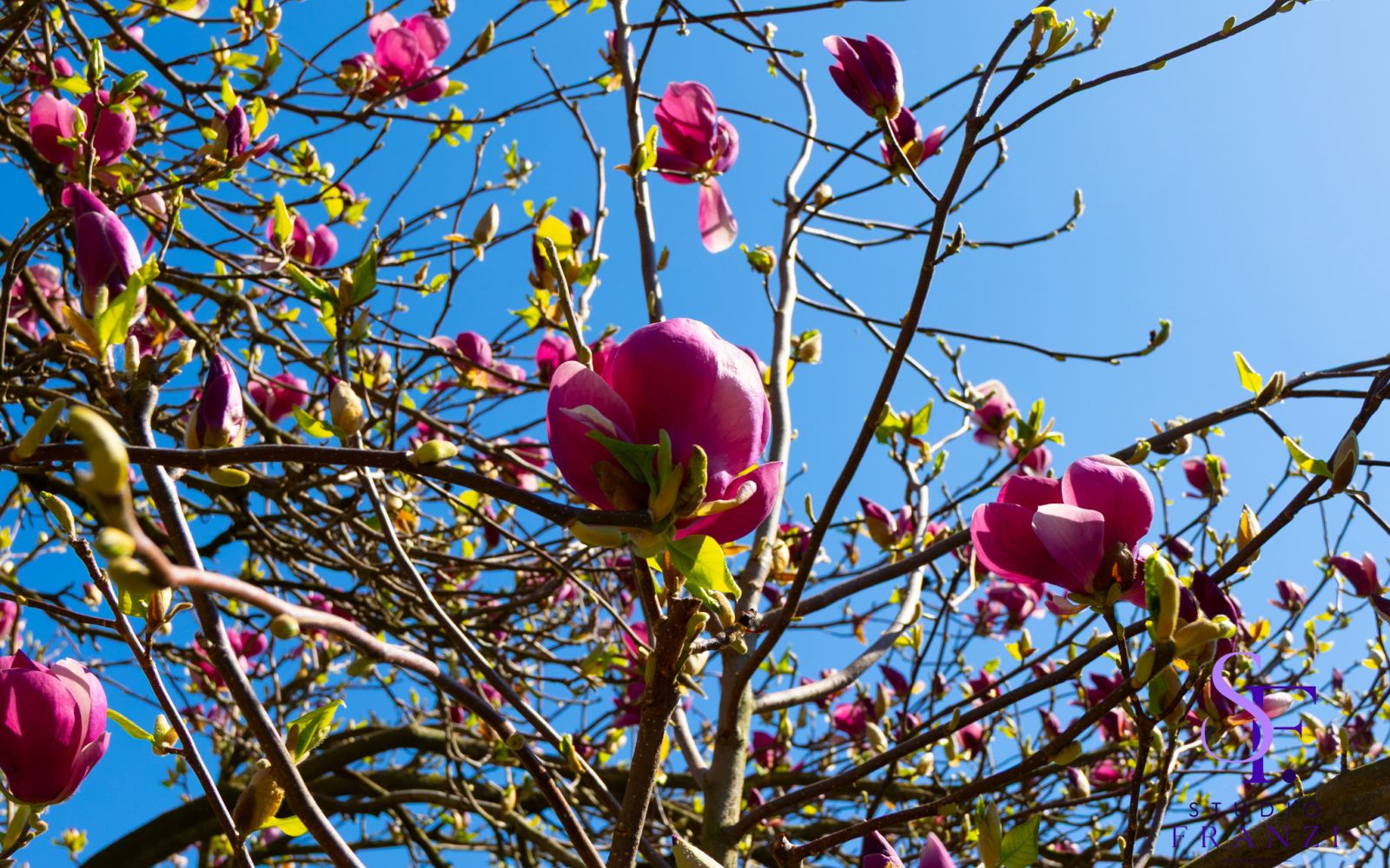 Rosa Magnolienblüten leuchten vor einem strahlend blauen Himmel.