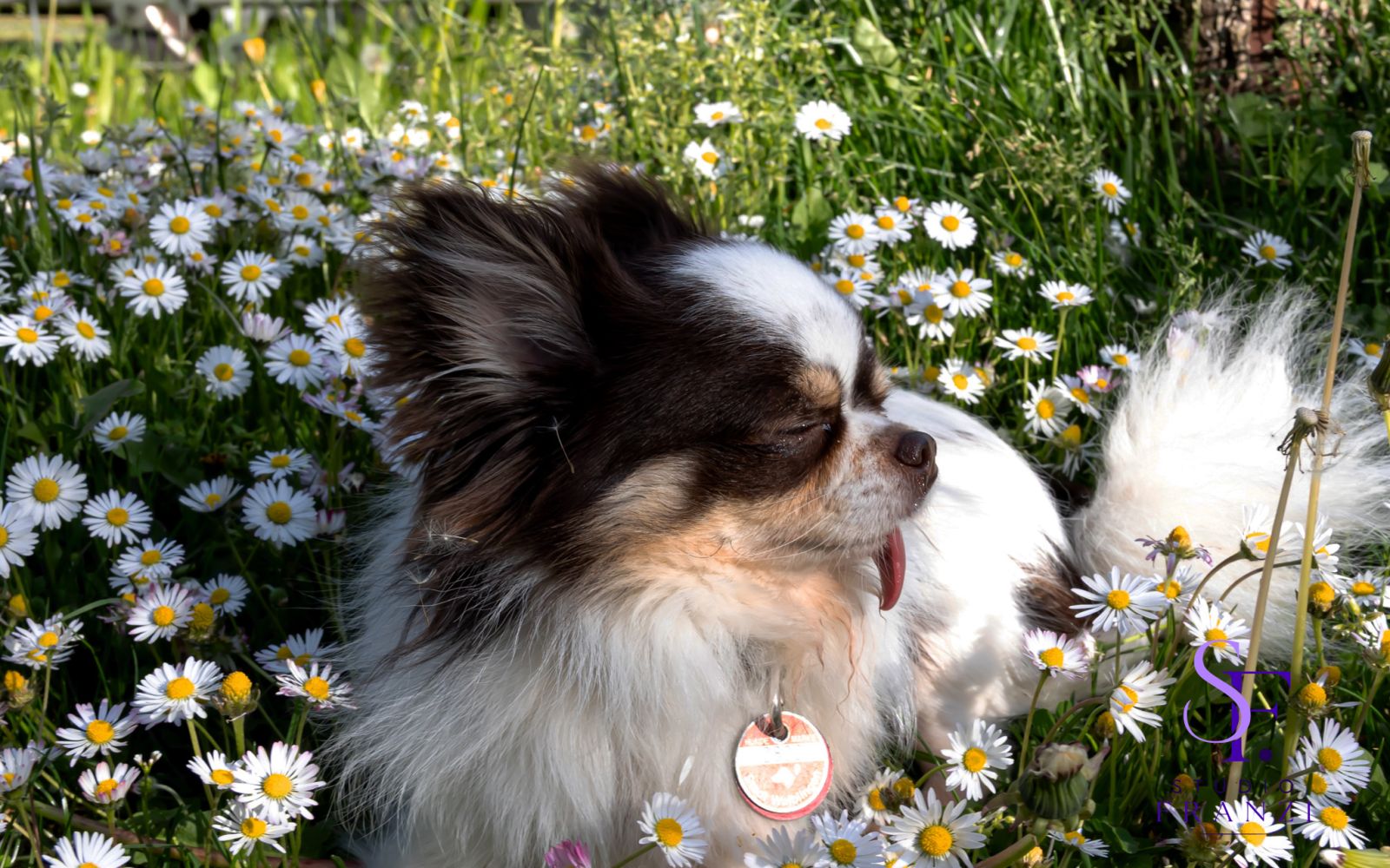 Chihuahua liegt zwischen weißen Gänseblümchen auf einer blühenden Wiese.