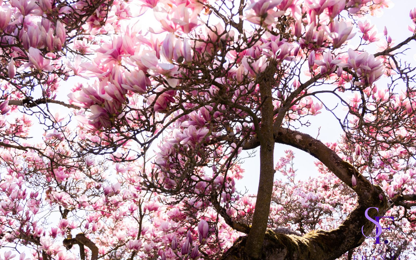 Blick durch die dicht blühenden Äste einer rosafarbenen Magnolie, deren Blüten im Gegenlicht der Frühlingssonne leuchten.