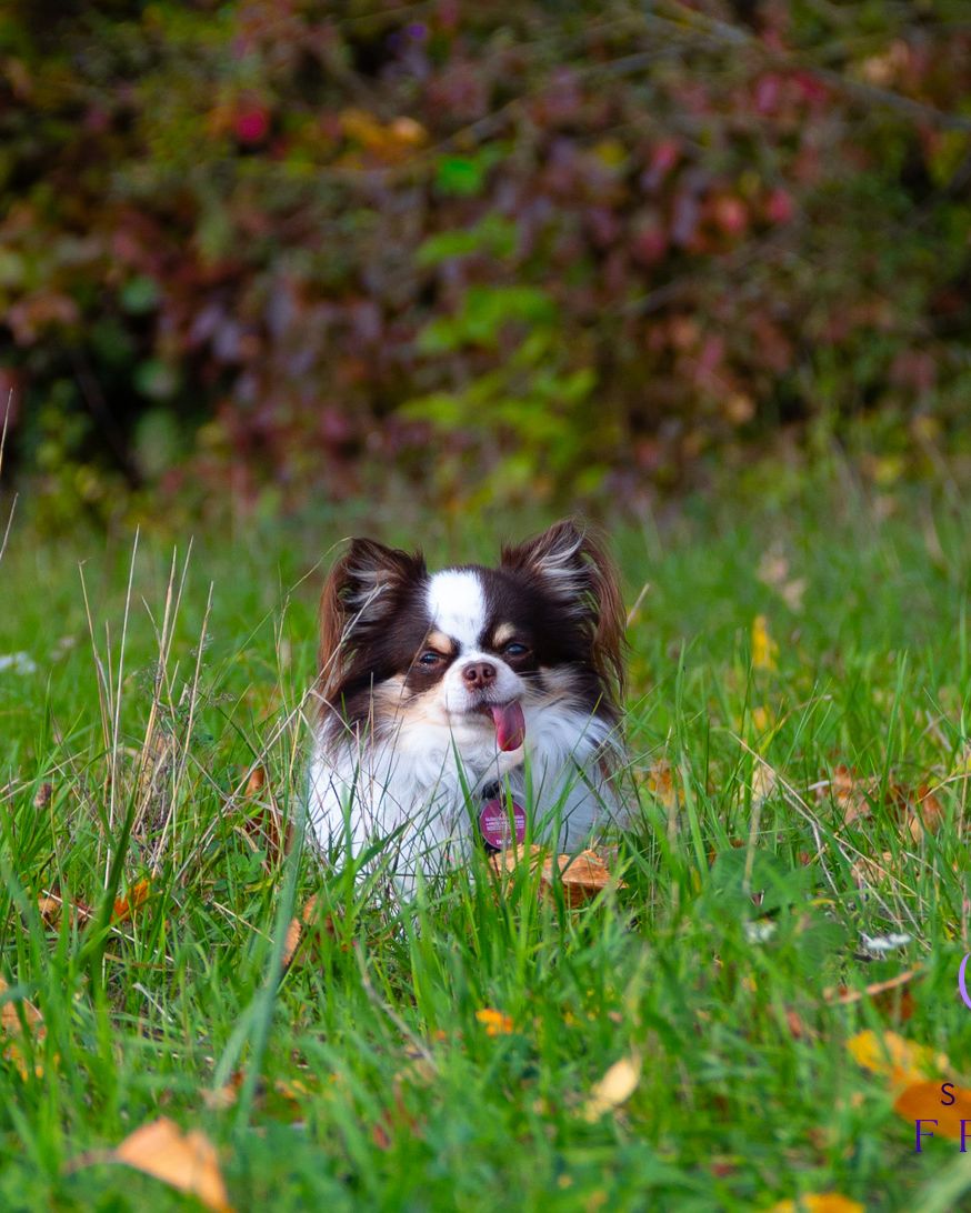 Chihuahua sitzt in einer grünen Wiese mit herbstlichen Farben im Hintergrund.