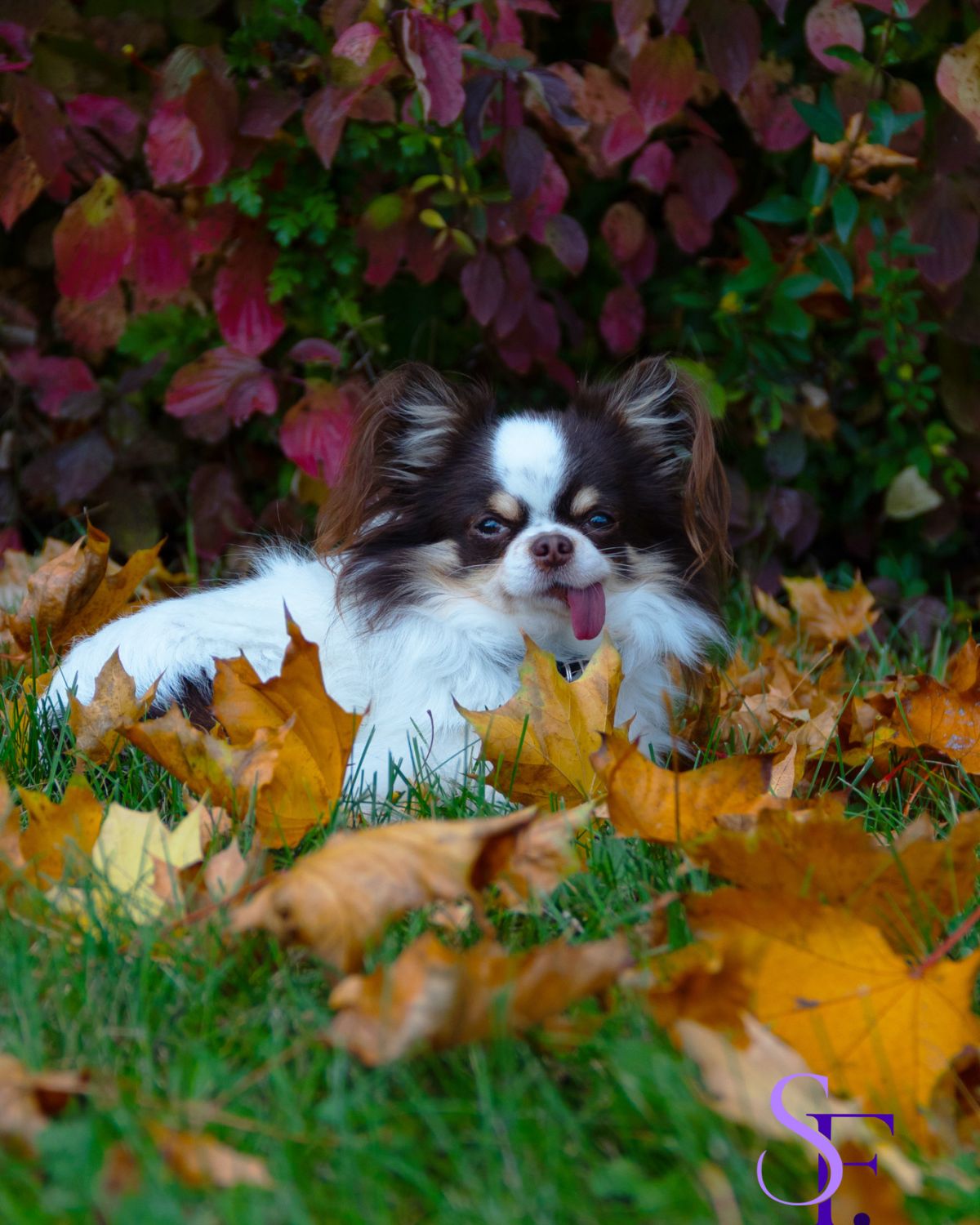 Chihuahua liegt zwischen bunten Herbstblättern vor einer herbstlichen Hecke.