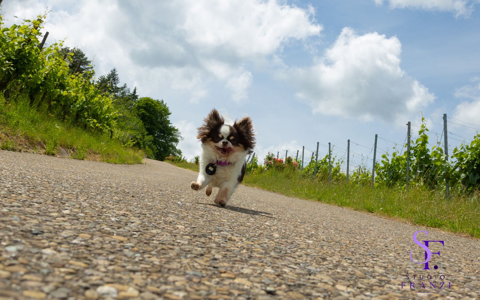 Chihuahua läuft fröhlich auf einem Weg zwischen Weinbergen auf die Kamera zu.