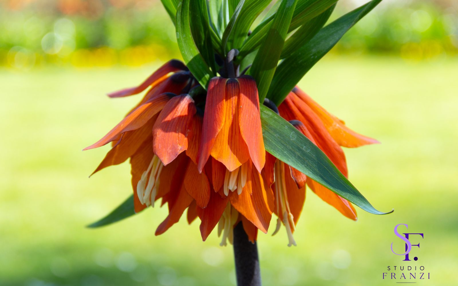 Detailaufnahme einer orangefarbenen Kaiserkrone mit unscharfem Hintergrund.
